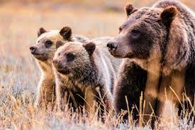 The Economic Impact of Grizzly Bear Sightings in Yellowstone National Park and Beyond