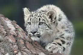 Discover the Upcoming Snow Leopard Tour in Uttarakhand and Its Impact on Winter Tourism