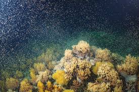 Exploring the Annual Coral Spawning Phenomenon on Australia’s Great Barrier Reef