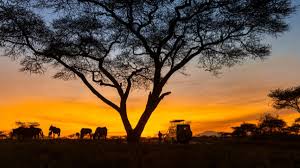 Experience the First Urban Night Safari in Lucknow: A New Chapter in Ecotourism