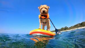 How the Pawprint Economy is Transforming Pet Travel and Tourism Opportunities