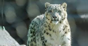 Exploring Uttarakhand’s Snow Leopard Tour and Its Impact on Winter Travel and Tourism