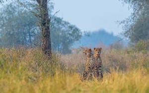 Explore Madhya Pradesh’s Kuno Forest Retreat: A Luxurious Wildlife Getaway Opening November 14