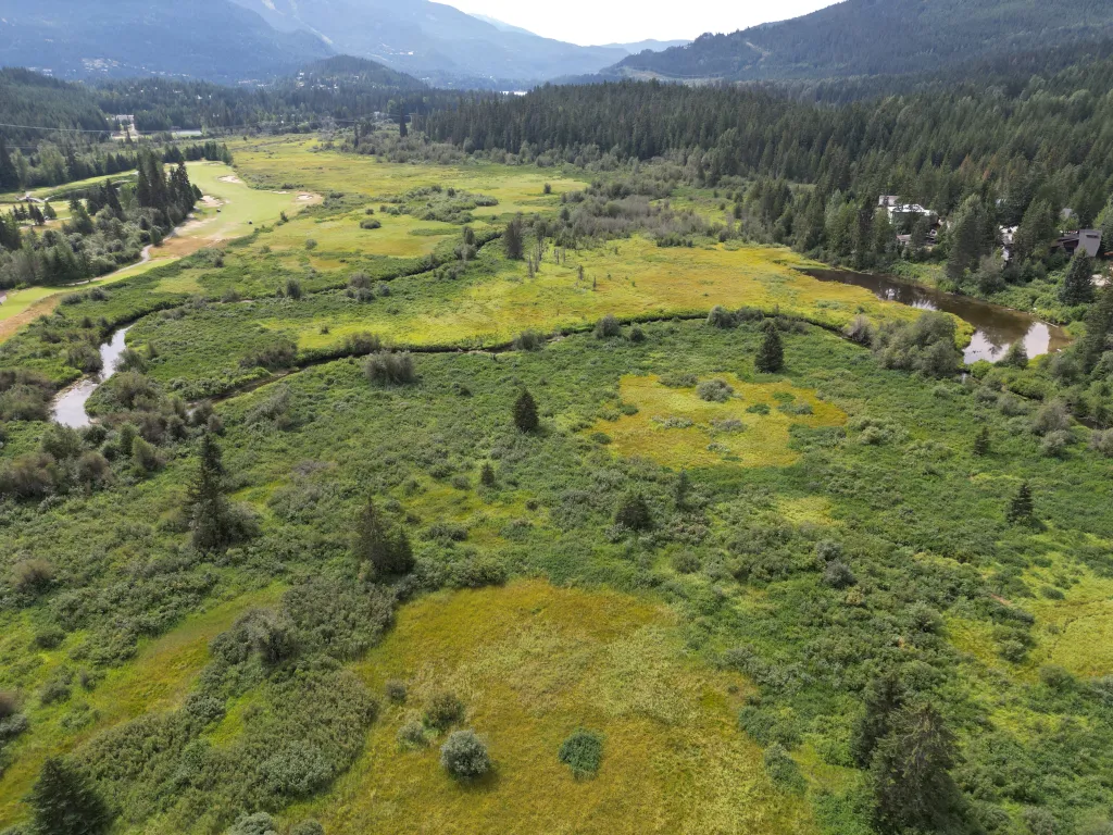 Understanding the Vital Role of Wetlands in Ecosystems and Human Well-Being