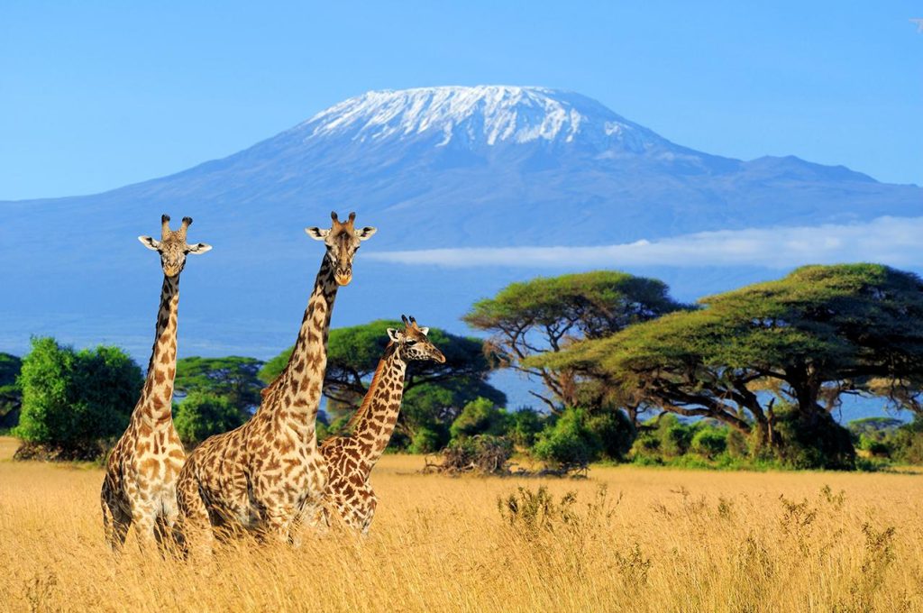Tanzania Crowned the Premier Safari Destination of 2025 – A Safari Lover’s Paradise Awaits