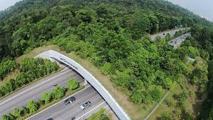 Kaziranga elevated corridor: safer animal crossings, better connectivity and new travel prospects