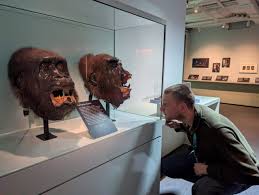 How the New Collections Care Assistant Strengthens Conservation and Museum Logistics