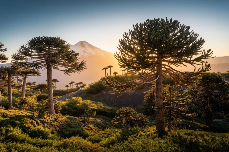 Wings of Change Americas (WOCA) Heads to Santiago de Chile with LATAM Hosting