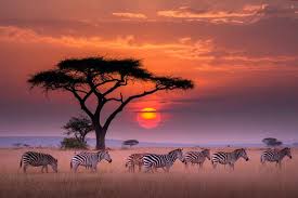 Experience Wonder campaign sets Kenya’s tourism sights on growth and new visitor services