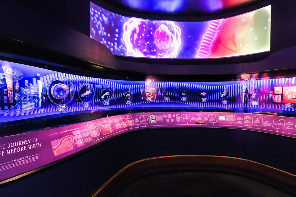 How maternal physiology shapes safe taxi and transfer services for pregnant passengers